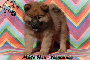 chiot eurasier